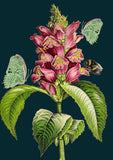 Botanical / Snapdragon - Card
