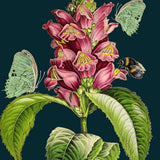 Botanical / Snapdragon - Card