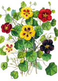 Illustrated Bouquet Card