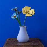 Golden Poppy