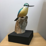 Kingfisher/Kotare Bird