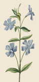 Lesser Periwinkle - Card
