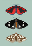 New Zealand Moths Card