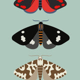 New Zealand Moths Card
