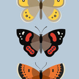 New Zealand Butterflies Card