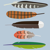 Native Bird Feathers Card