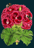 Geranium Card