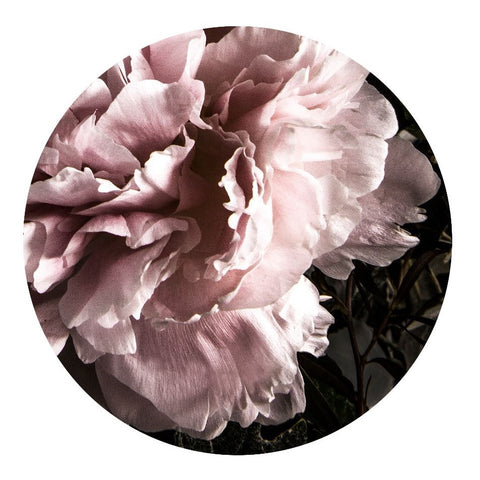 Peony 3