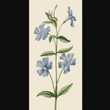 Lesser Periwinkle - Card