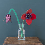 Red Anemone