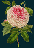 Rose Card