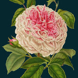 Rose Card