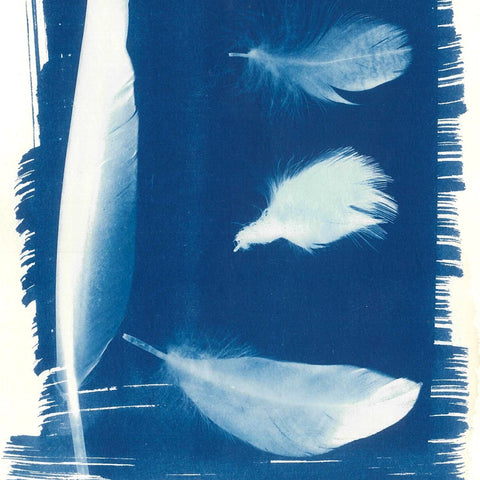 Practical Workshop: Sun Prints