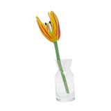 Sunset Tulip
