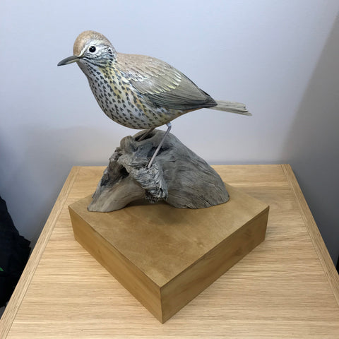 Thrush Bird