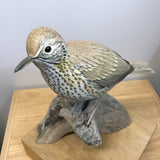 Thrush Bird
