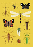 Bugs of Aotearoa Card