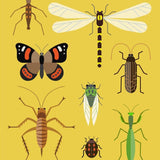 Bugs of Aotearoa Card