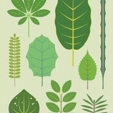 New Zealand Trees Card