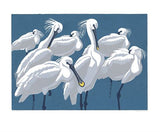 Spoonbills Card