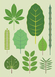 New Zealand Trees Card